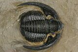 Diademaproetus Trilobite - Foum Zguid, Morocco #368619-1